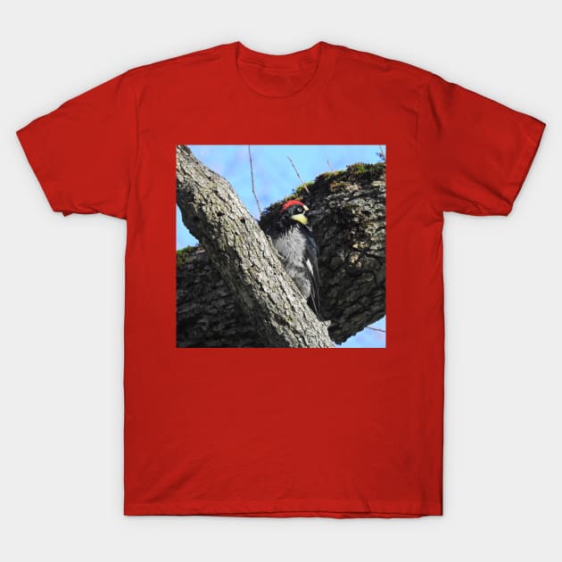 Wildlife gifts, acorn woodpecker, birds, nature T-Shirt by sandyo2ly